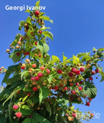  ягуди и малини, снимка 7 - Разсади - 53695437