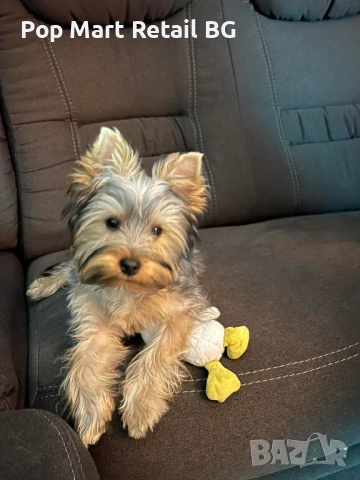 Продавам Йоркширски териер 