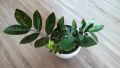 ZZ (zamioculcas zamiifolia) "Whipped cream", снимка 3