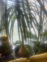 Нолина- екзотично цвете., снимка 2