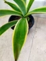 АГАВЕ два вида , снимка 3
