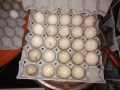 Продавам оплодени яйца от неми патици (юрдечки), снимка 1 - други­ - 45060323