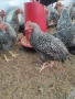 бройлери и петлета за угояване, снимка 2