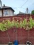 Вариегатна японска върба с геометрично оформление, снимка 1 - Градински цветя и растения - 45387000