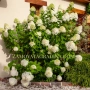 Хортензия паникулата limelight, снимка 1
