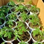 Разсад- малини, снимка 2