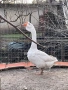 Холмогорски Гъски, снимка 7