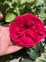 🌹РОЗА 🌹Gpt Red Eden Rose® (Eric Tabarly®) 🌹, снимка 11