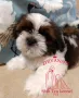 Ши Тцу/SHIH TZU, снимка 2