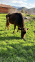 Krava za damazlik zaplodena e na 4ti mesec , снимка 1 - Други животни - 45035632