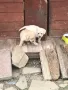 Чистокръвни лабрадори , снимка 5