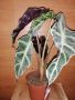 Алоказия Polly, снимка 1 - Стайни растения - 45261426