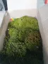 Горски мъх Декорация Естествен Скандинавски мъх.., снимка 6