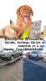 Автовоз - транспорт на коли, бусове, животни и други от и до Чужбина, снимка 1 - Транспортни услуги - 43837027