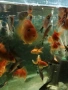 Продавам голями риба червен Папагал, анциструси, Птеригоплихт , снимка 8