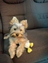 Продавам Йоркширски териер , снимка 1