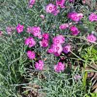 Карамфил , снимка 1 - Градински цветя и растения - 45624237