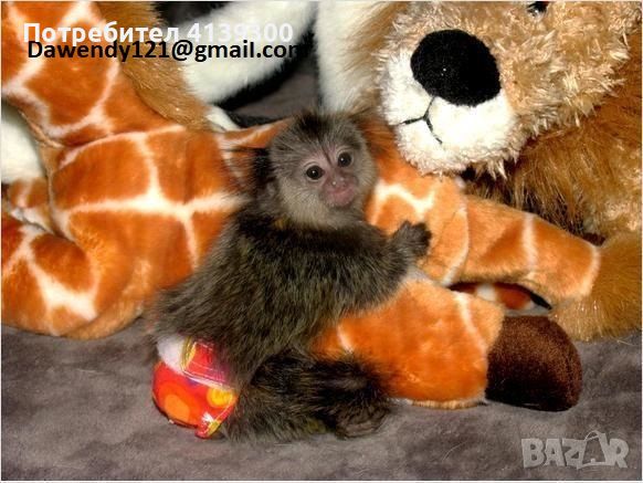 налични социализирани пръстови бебета маймуни мармозетк.и., снимка 1