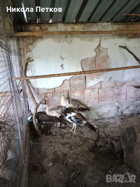 Пауни-чернокрили и арлекин, снимка 1