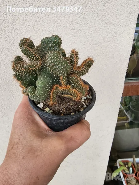 Кактуси по 10 лв, снимка 1