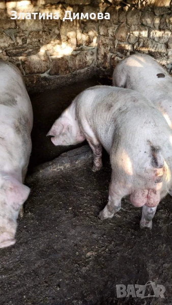 Продавам нерез, снимка 1