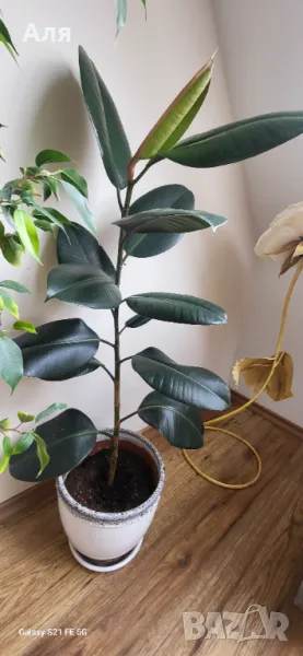 Фикус Робуста , снимка 1