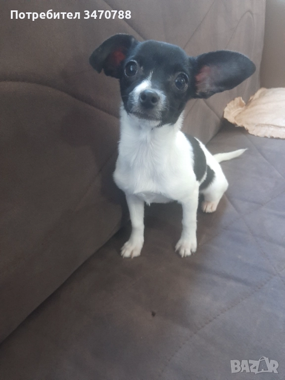 Чихуахуа , снимка 1