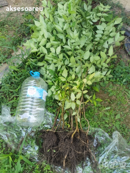 Нова здрава Еводия над метър Фиданки от медоносното дърво на пчеларя разсад високи дръвчета , снимка 1