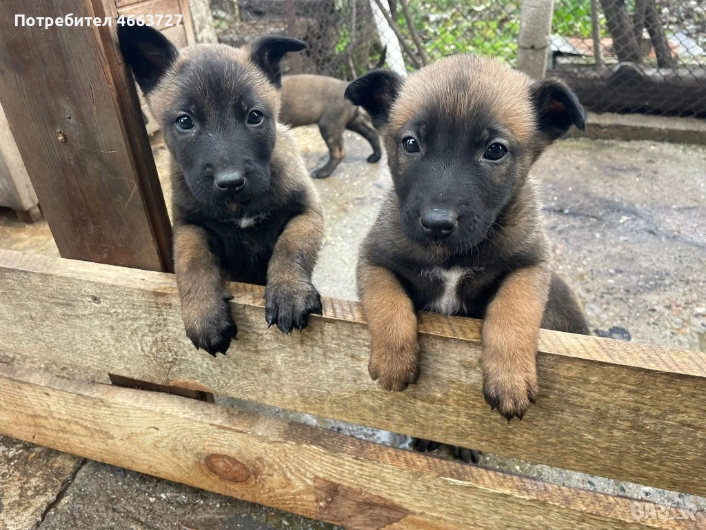 Продавам Белгийски овчарки, снимка 1