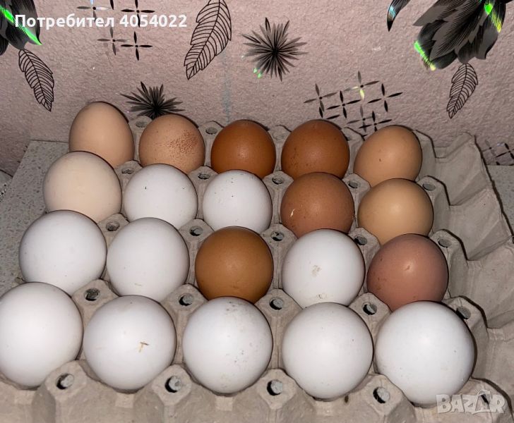 Домашни оплодени яйца , снимка 1