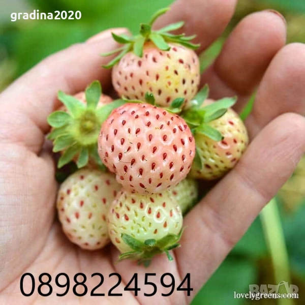 Бяла ягода - ананасова , снимка 1