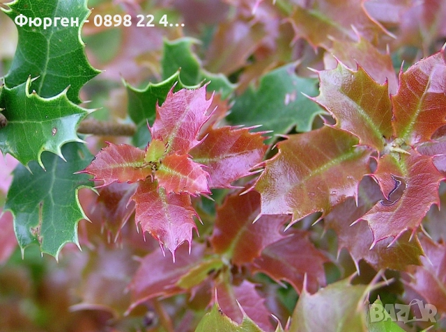 Дъб Пърнар – Вечнозелен СЕМЕНА (жълъди) Цена за 1 семе 40ст (0.20 €), снимка 3 - Разсади - 52897572