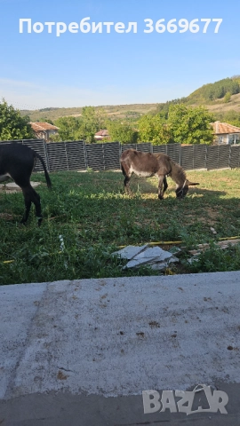 Продавам 2женски 1 мъжко , снимка 2 - Коне - 52335616