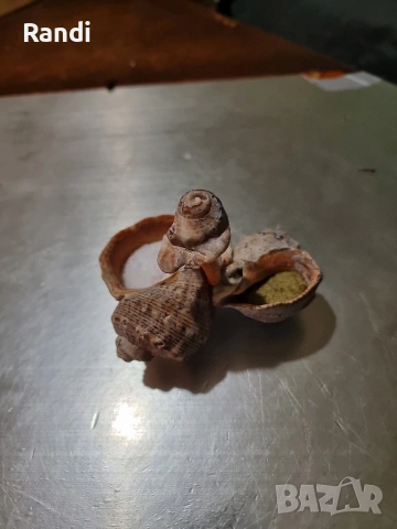 декоративна солничка от морски рапани