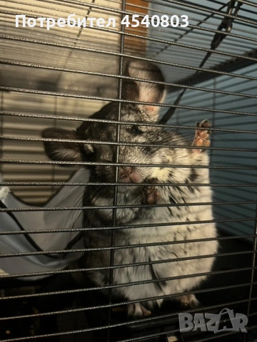 Продавам женска чинчила., снимка 2 - Чинчили - 53061796