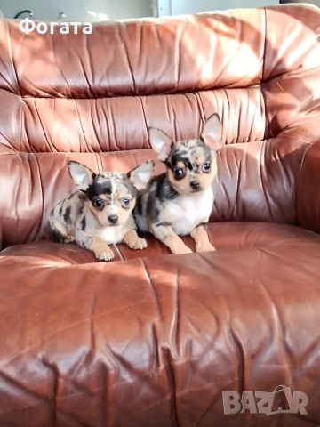 Продават се, снимка 3 - Чихуахуа - 53141732