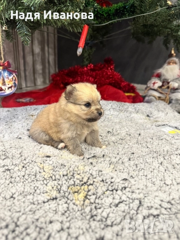 Шпиц, снимка 4 - Померан - 52907341