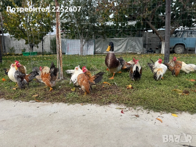 Серама Малайзийска , снимка 3 - Кокошки и пуйки - 52361912