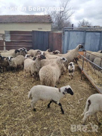Продавам овце с техните малки