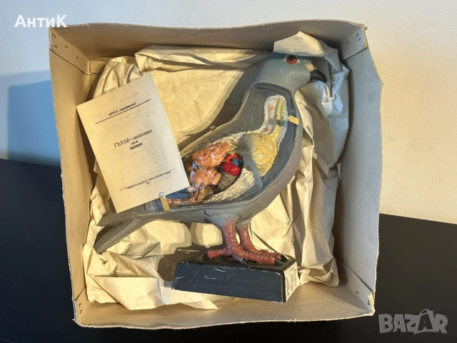Соц Учебен Анатомичен Модел на Гълъб, снимка 2 - Антикварни и старинни предмети - 53667367