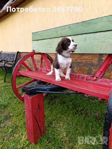 ШПРИНГЕР шпанол, снимка 3 - Кокер шпаньол - 53932504