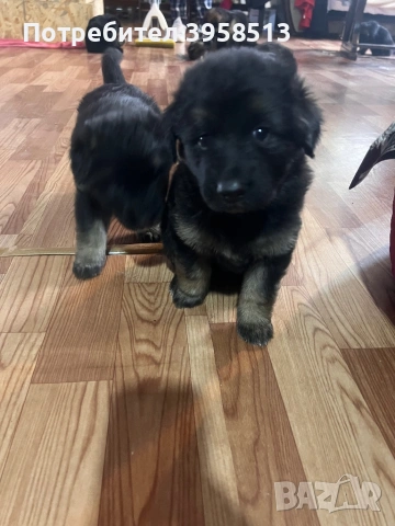 Продавам кучета, снимка 9 - За кучета - 53910381