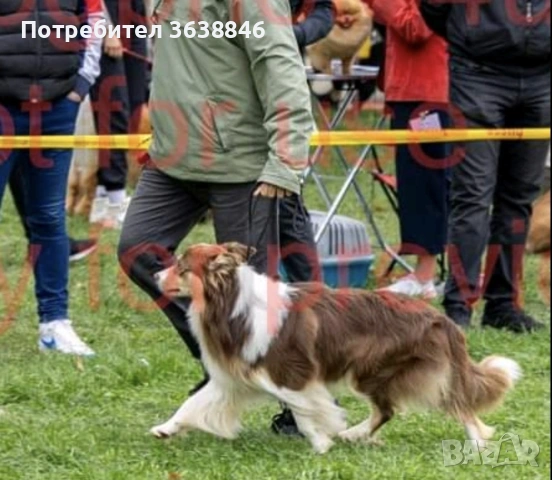 Бордър коли, снимка 2 - Бордър коли - 53899512