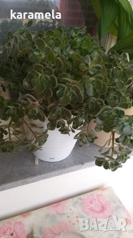 Дървото на парите, снимка 2 - Стайни растения - 51040794