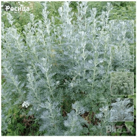 Продавам разсад от Сладък пелин , Змийско мляко , снимка 2 - Разсади - 54086197