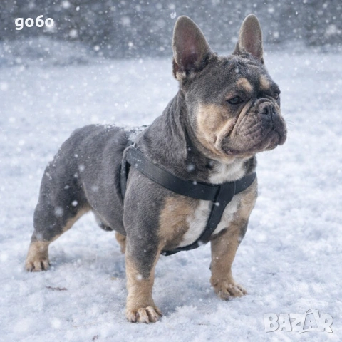 Мъжки френски булдог 