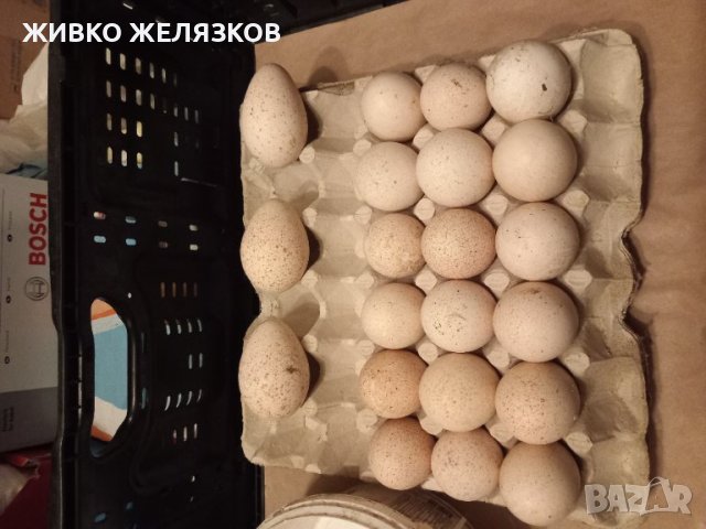 ПРОДАВАМ ПУЕШКИ ЯЙЦА, снимка 18 - Кокошки и пуйки - 40087456