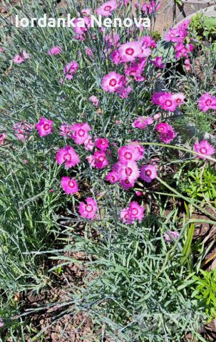 Карамфилчета, снимка 1 - Градински цветя и растения - 45624237
