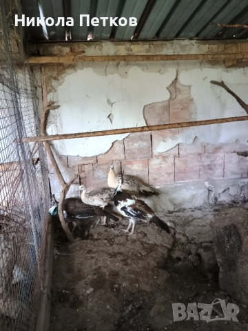 Пауни-чернокрили и арлекин