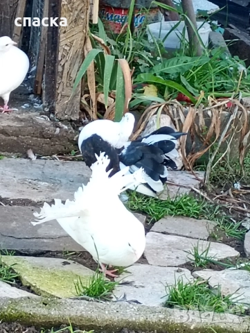 гълъби фенерлия декорация , снимка 8 - Гълъби - 52421214